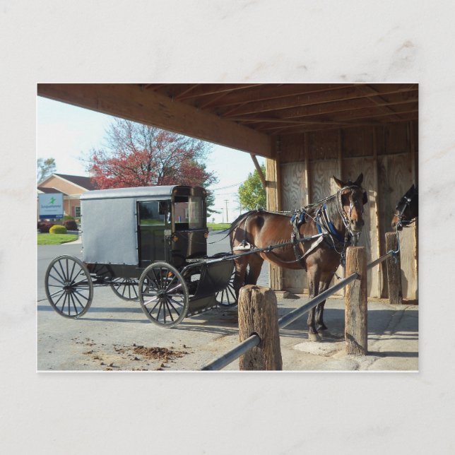 Amish Buggy, 1 Postkarte (Vorderseite)