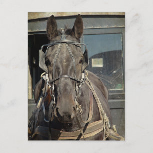 Amish Buggy Horse Kalona, Iowa Postkarte