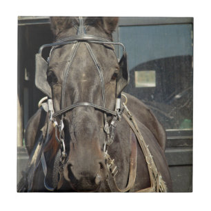 Amish Buggy Pferd Fliese