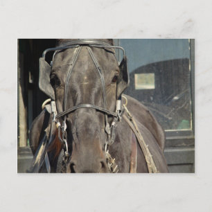 Amish Buggy Pferd Postkarte