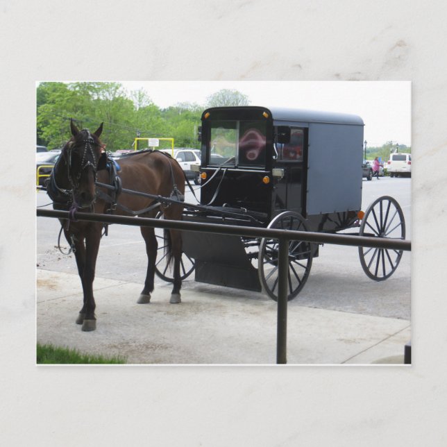 Amish Buggy Postkarte (Vorderseite)