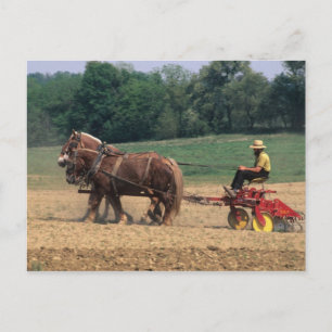 Amish Country einfache Menschen in der Landwirtsch Postkarte