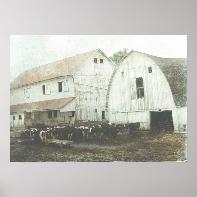Amish Dairy Poster (Vorne)
