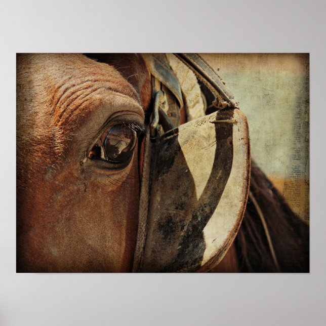 Amish Equine Poster (Vorne)