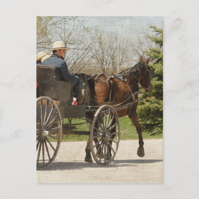 Amish Family Heading Zuhause Postkarte (Vorderseite)