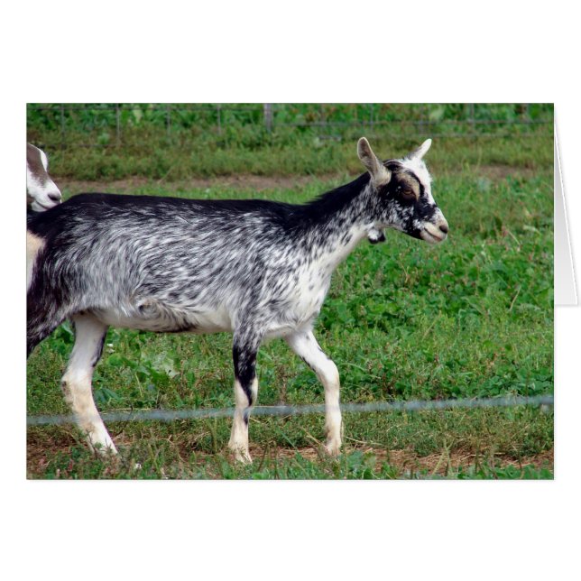 Amish Goat (Vorderseite (Horizontal))
