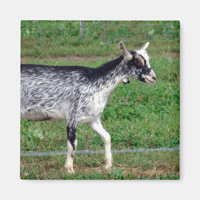 Amish Goat Magnet (Vorne)