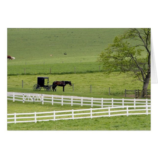 Amish-Hof mit Pferd und Buggy in der Nähe von Berl (Vorderseite (Horizontal))