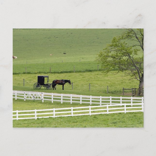 Amish-Hof mit Pferd und Buggy in der Nähe von Berl Postkarte (Vorderseite)