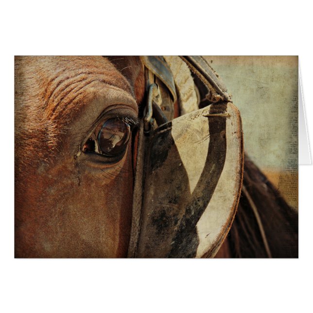 Amish Horse Eye (Vorderseite (Horizontal))