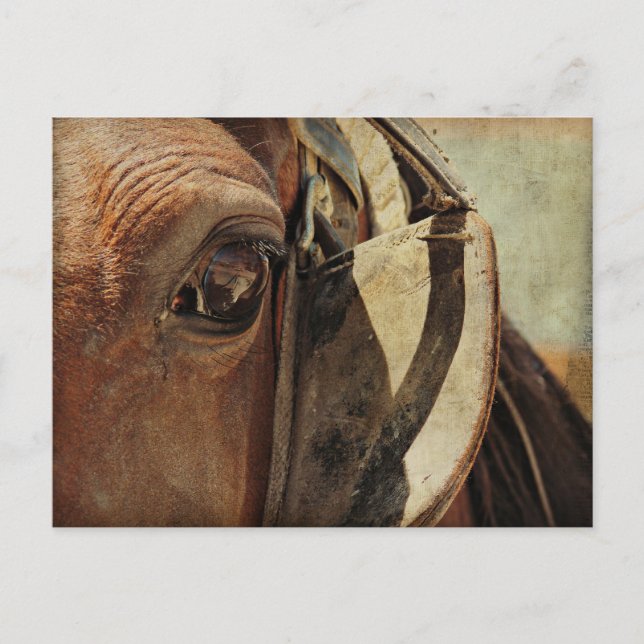 Amish Horse Eye Postkarte (Vorderseite)