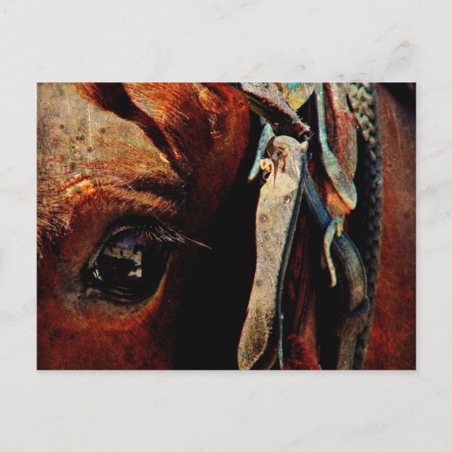 Amish Horse Eye Postkarte (Vorderseite)