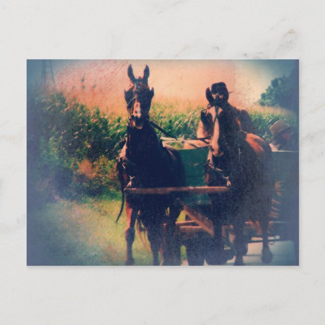 Amish Horse Team Postkarte (Vorderseite)