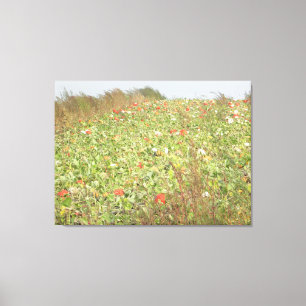 Amish-Kürbisfeld-Fotografie-Wandkunst Leinwanddruck