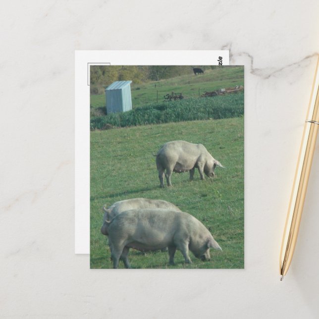 Amish Pasture Pigs Postkarte (Vorderseite/Rückseite Beispiel)