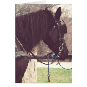 Amish Pferd