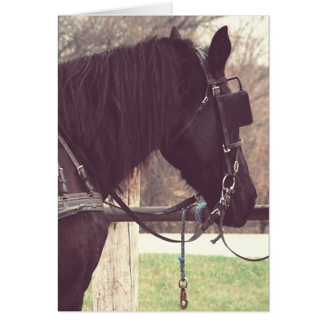Amish Pferd (Vorne)