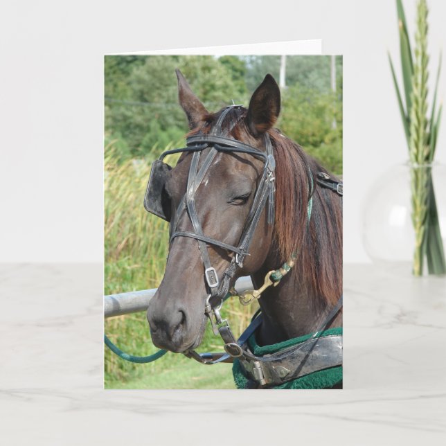 Amish Pferd am Hitching Post Karte (Vorderseite)