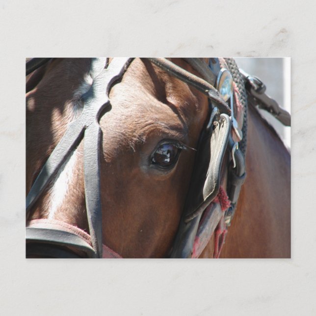 Amish Pferd Postkarte (Vorderseite)