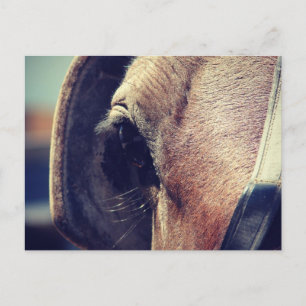 Amish Pferd Postkarte