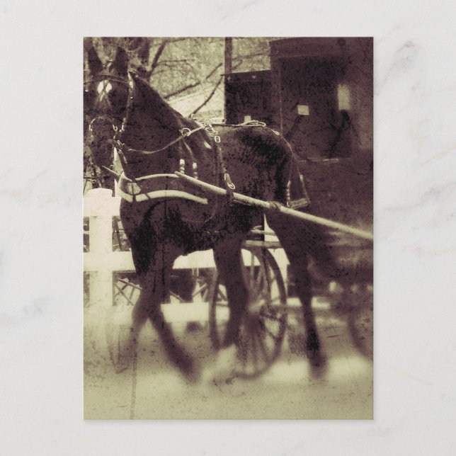 Amish Pferd und Buggy Rural Iowa Fotografie Postkarte (Vorderseite)