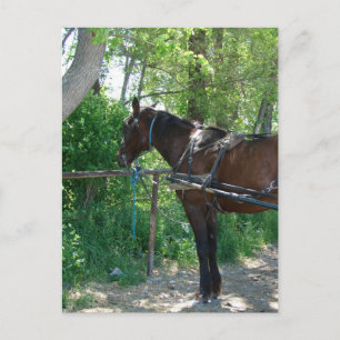 Amish-Pferd wartet unter den Bäumen Postkarte