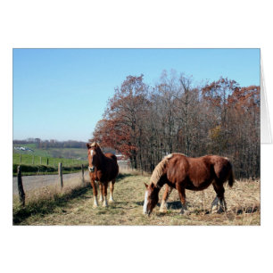 Amish Pferde