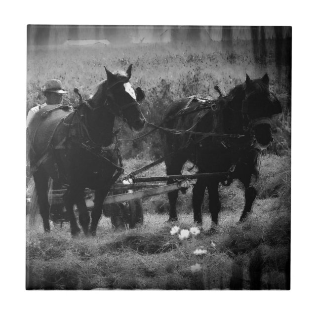 Amish Pferde in der Hay Field Working Fliese (Vorderseite)