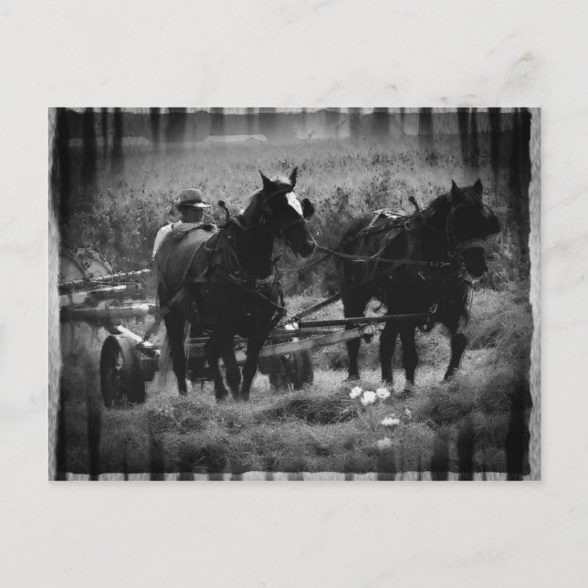 Amish Pferde in der Hay Field Working Postkarte (Vorderseite)