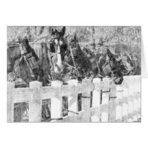 Amish Pferde schwarz-weiß