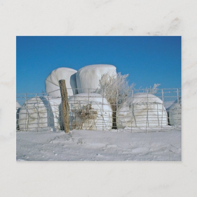 Amish Round Hay Bales-Postcard Postkarte (Vorderseite)