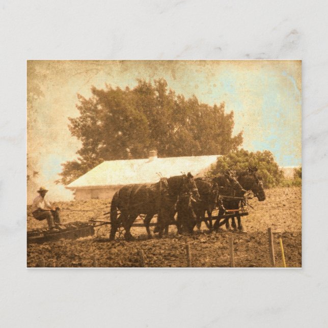 Amish Team Postkarte (Vorderseite)