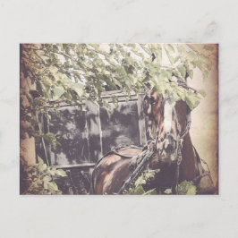 Amish Warten Horse Postkarte
