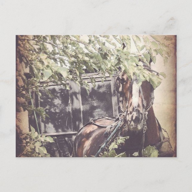 Amish Warten Horse Postkarte (Vorderseite)