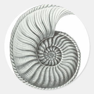 Ammonit Runder Aufkleber