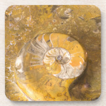 Ammonit und Fossilien in Rock Nature Fotografy