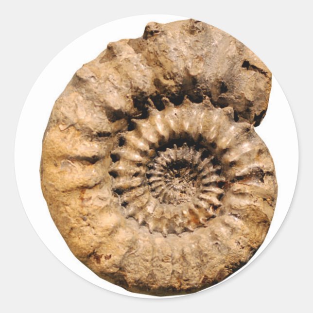 Ammonite Fossil Runder Aufkleber (Vorderseite)