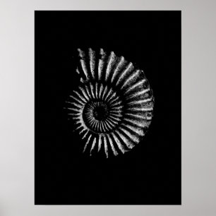 Ammonite White über Black Poster
