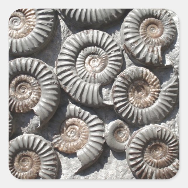 Ammoniten auf dem Rock-Foto Quadratischer Aufkleber (Vorderseite)