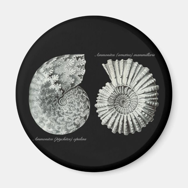Ammonites Magnet (Vorne)