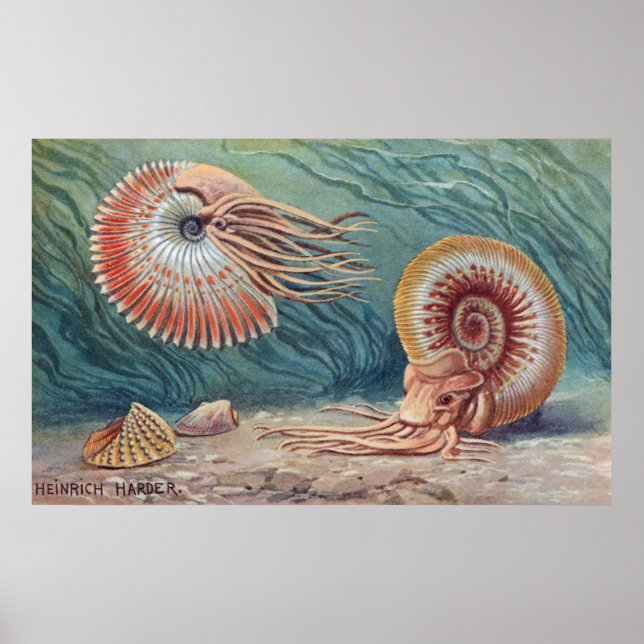 Ammonites Poster (Vorne)