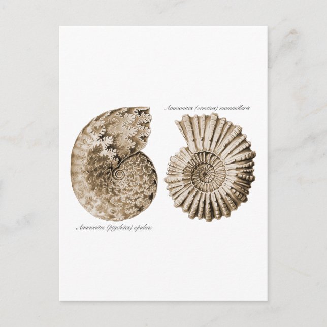 Ammonites Postkarte (Vorderseite)