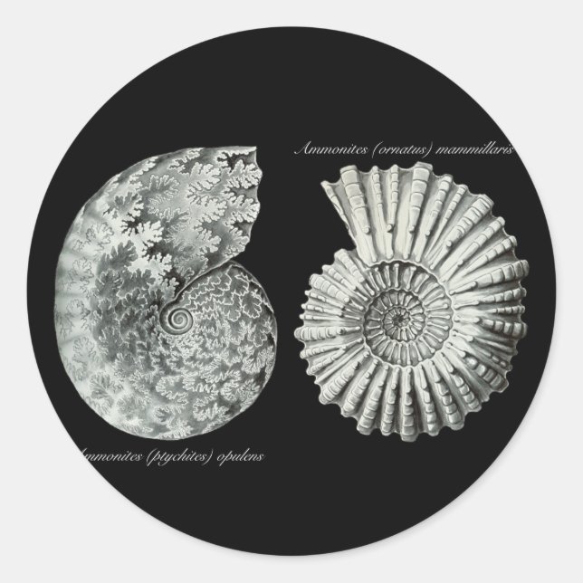 Ammonites Runder Aufkleber (Vorderseite)