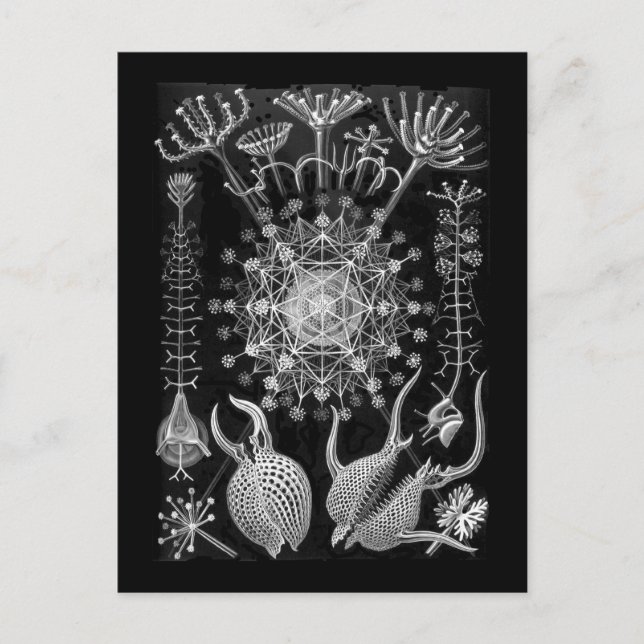 Amoeboid-Protozoen Postkarte (Vorderseite)