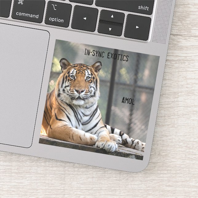 Amol - aufkleber (Detail)