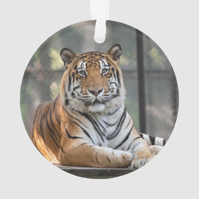 Amol - ornament (Rückseite)