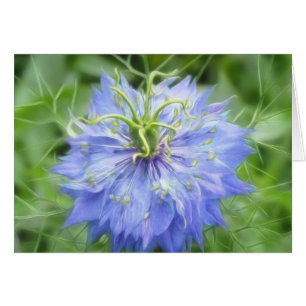 Amour dans une brume - Nigella Damascena