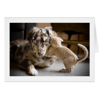 Amour de chien et de chat #1