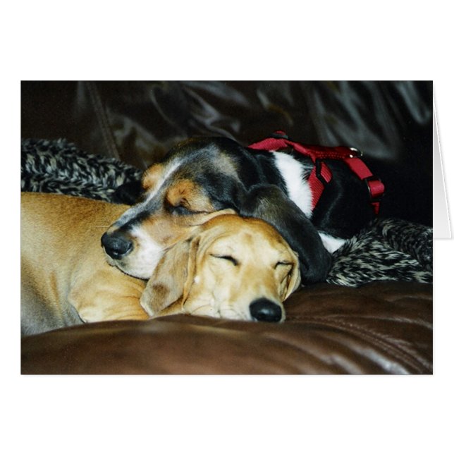 Amour de chiot (Devant horizontal)