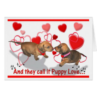 Amour de chiot de teckel